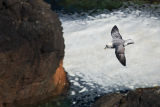 Fulmar 